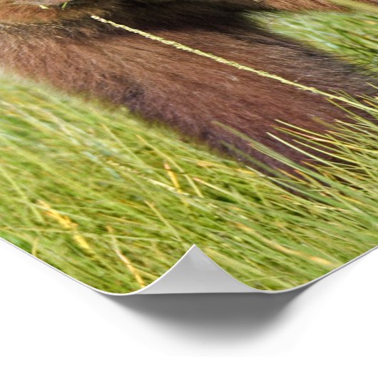 8x12 Poster papier (Matte) met grizzly beer (Hoek)