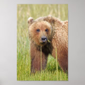 8x12 Poster papier (Matte) met grizzly beer (Voorkant)