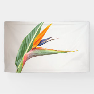 91 x 152 cm spandoek
