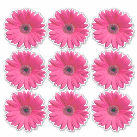 9 autocollants de fleurs de gerbera rose (Devant)