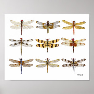 9 Dragonfly-waterverven Poster
