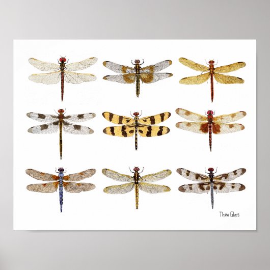 9 Dragonfly-waterverven Poster (Voorkant)