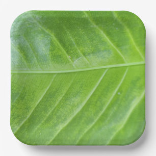 9-inch vierkante papieren Bord met betoverend groe