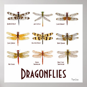 9 Poster van de Dragonfly-soort