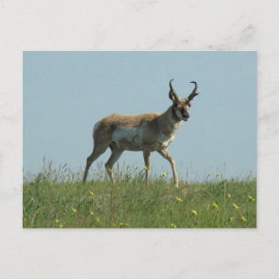 A10 Gaffelantilope en wilde bloemen Briefkaart