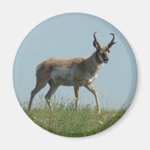 A10 Gaffelantilope loopt door wilde bloemen Magneet