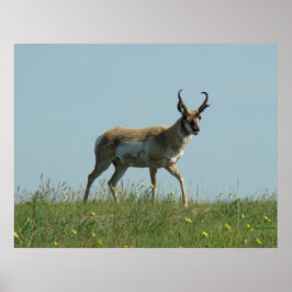 A10 Pronghorn Antelope en wilde bloemen Poster