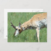 A11 Pronghorn Antelope Buck Grazing Briefkaart (Voorkant / Achterkant)