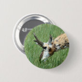 A11 Pronghorn Antelope Ronde Button 5,7 Cm (Voorkant /achterkant)