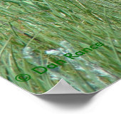 A11 Pronghorn Buck Grazing Poster (Hoek)