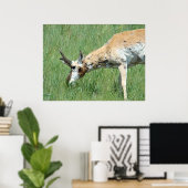A11 Pronghorn Buck Grazing Poster (Thuiskantoor)