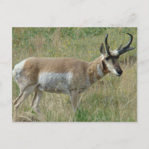 A12 Gaffelbok Hertenbok Briefkaart