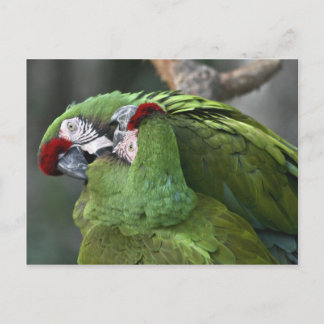 A12 Parrot Couple Briefkaart