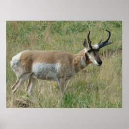 A12 Pronghorn Antelope Buck Poster