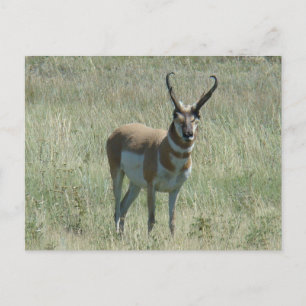 A13 Gaffelbok-antilope-reu Briefkaart