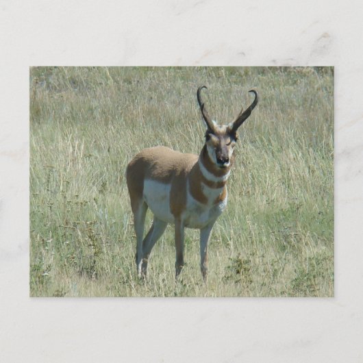 A13 Pronghorn Antelope Buck Briefkaart (Voorkant)