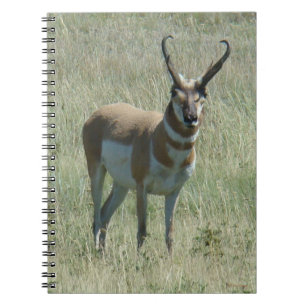 A13 Pronghorn Antelope Buck Notitieboek