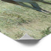 A13 Pronghorn Antelope Buck Poster (Hoek)