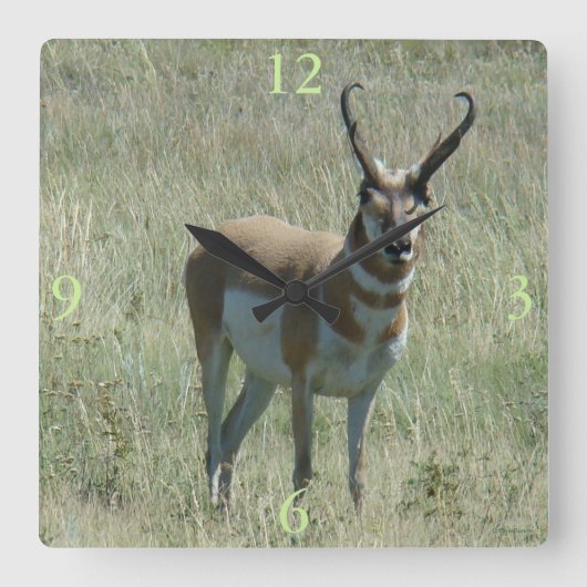 A13 Pronghorn Antelope Buck Vierkante Klok (Voorkant)