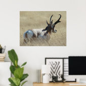 A14 Pronghorn Antelope Sunshine Buck Poster (Thuiskantoor)