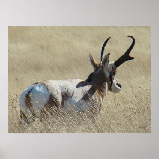 A14 Pronghorn Antelope Sunshine Buck Poster (Voorkant)