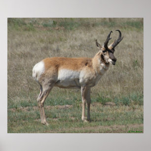 A15 Gaffelbok Ruwe Bok Poster