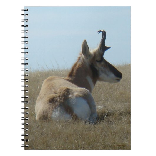 A16 Pronghorn Antelope Napping Notitieboek (Voorkant)