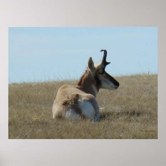 A16 Pronghorn Antelope Napping Poster (Voorkant)