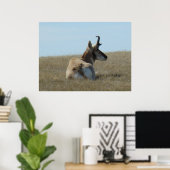 A16 Pronghorn Antelope Napping Poster (Thuiskantoor)