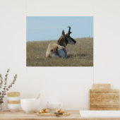 A16 Pronghorn Antelope Napping Poster (Keuken)