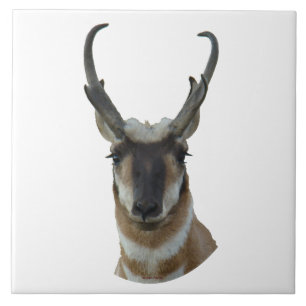 A19 Pronghorn Antelope Head Shot Tegeltje