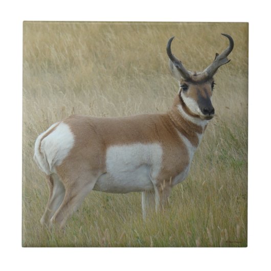 A1 Pronghorn Antelope Big Buck Tegeltje (Voorkant)