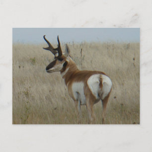 A22 Gaffelantilope Grote Bok Briefkaart