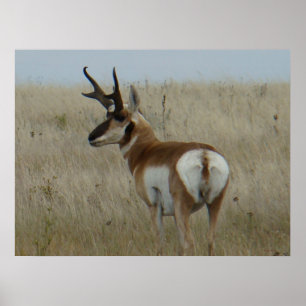 A22 Gaffelantilope Grote Bok Poster