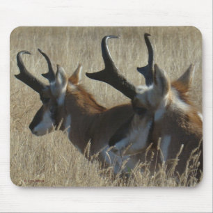 A23 Pronghorn Antelope Young Bucks Head Shot Muismat