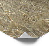 A23 Pronghorn Antelope Young Bucks Head Shot Poster (Hoek)