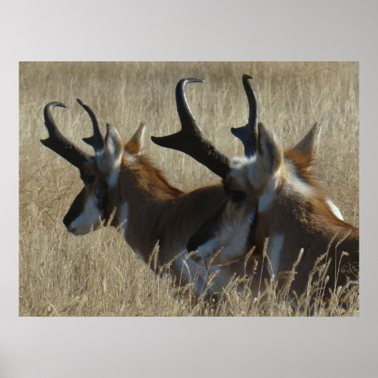 A23 Pronghorn Antelope Young Bucks Head Shot Poster (Voorkant)