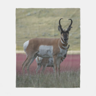 A24 Gaffelantilope bok Fleece Deken