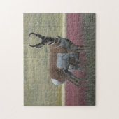A24 Gaffelantilope Legpuzzel (Verticaal)