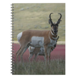 A24 Gaffelbok Notitieboek