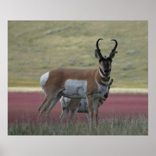 A24 Pronghorn Antelope Poster (Voorkant)