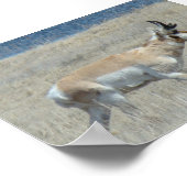 A25 Pronghorn Antelope Buck Poster (Hoek)
