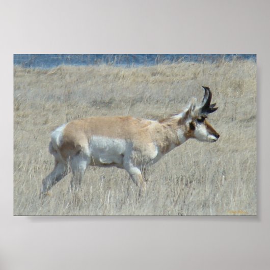 A25 Pronghorn Antelope Buck Poster (Voorkant)