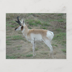 A26 Gaffelbok-antilope bok Briefkaart
