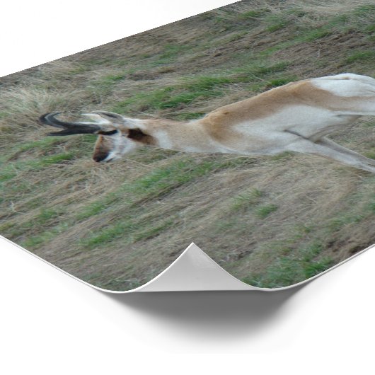 A26 Pronghorn Antelope Buck Poster (Hoek)