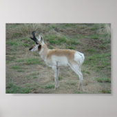 A26 Pronghorn Antelope Buck Poster (Voorkant)