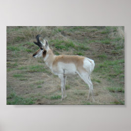 A26 Pronghorn Antelope Buck Poster