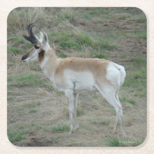 A26 Vorkhoorn Antilope Jonge Bok Vierkante Kartonnen Onderzetter