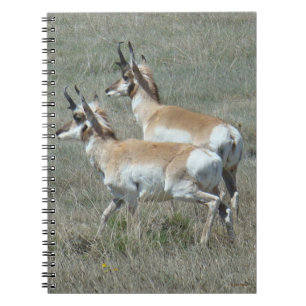 A27 Pronghorn Antelope Youhg Bucks Notitieboek
