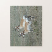 A27 Pronghorn Antelope Young Bucks Legpuzzel (Verticaal)